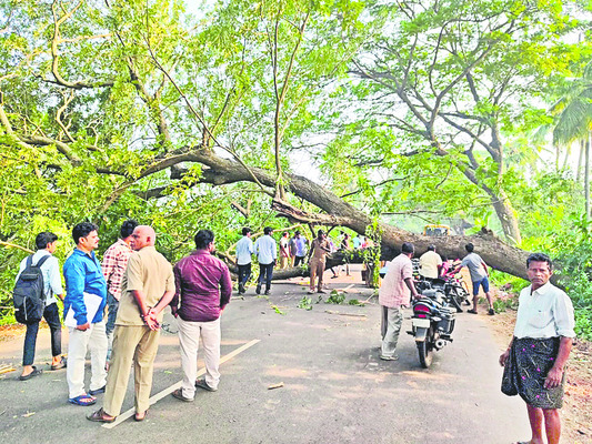రోడ్డుపై కూలిన భారీ వృక్షం 1