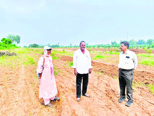నిమ్మతోటల్లో సస్యరక్షణ చర్యలు
2