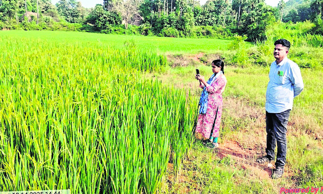 పంటదశకు వచ్చినా పూర్తి కాని ఈ క్రాప్..!1