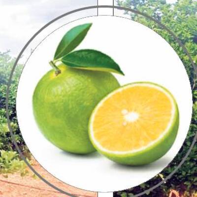చీనీ ఆశలపై ‘చిరుజల్లు’ 2