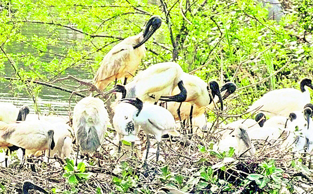 విహంగాల విహారం1