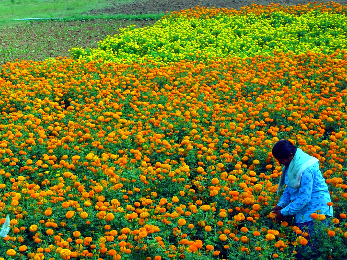Best Photos of The Week in AP and Telangana Photo Gallery13