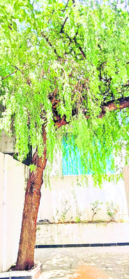 దసరాకు సర్వం సిద్ధం2