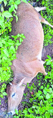 పిడుగుపాటుకు పశువుల మృతి 1