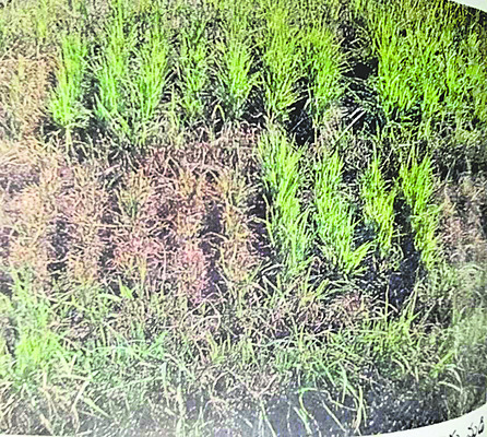వరి చేలపై తెగుళ్ల దాడి3