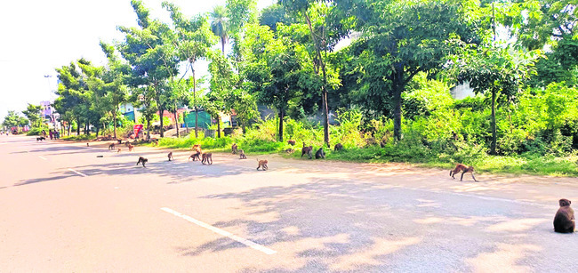 కోతులతో పరేషాన్1
