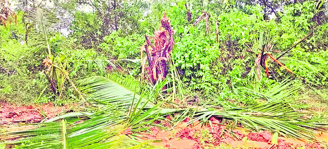 కొనసాగుతున్న గజ బీభత్సం1
