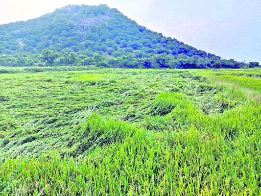 అకాల వర్ష బీభత్సం.. వరి పైరుకు నష్టం1