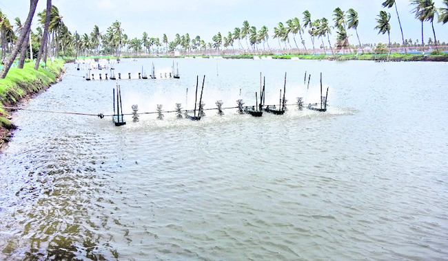 ఆక్వాకు ఆక్సిజన్‌ సమస్య 1