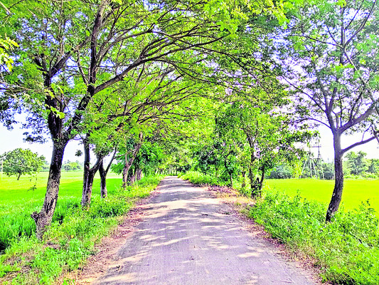 పచ్చదనమే..
1