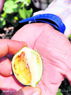 ‘గులాబీ’ పురుగు మరింత ఉద్ధృతి1