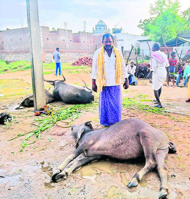 పిడుగుపాటుకు గేదె మృతి  1