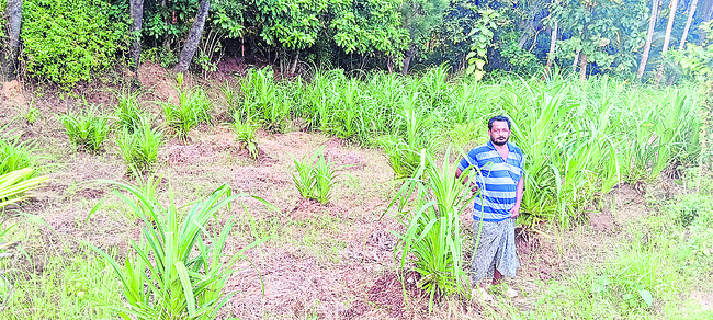 బీల భూముల్లో.. మొగలి పరిమళాలు 1