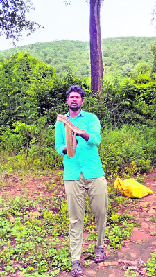 పొలంలో రక్త పింజరి 1