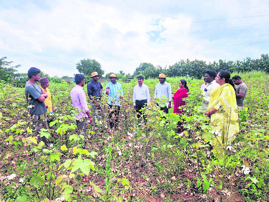 తెగుళ్ల నివారణకు  జాగ్రత్తలు తీసుకోవాలి1