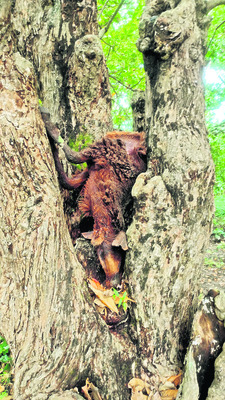 గొర్రెల మందపై చిరుత దాడి
1