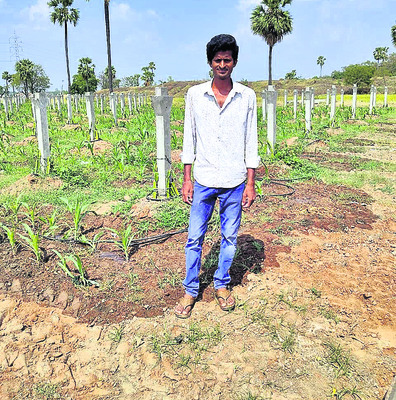ఉద్యోగం వదిలి.. పండ్లతోట వైపు1