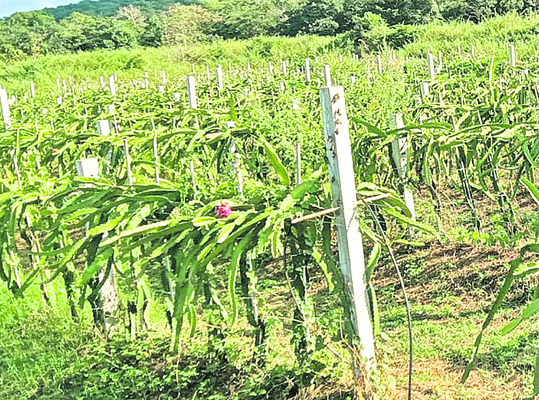 ట్రాన్స్కో ఉద్యోగి డ్రాగన్ బాట
2