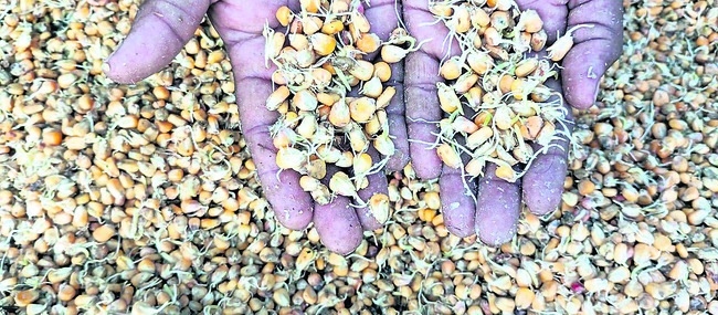 తడిసి మొలకెత్తిన మక్కలు1