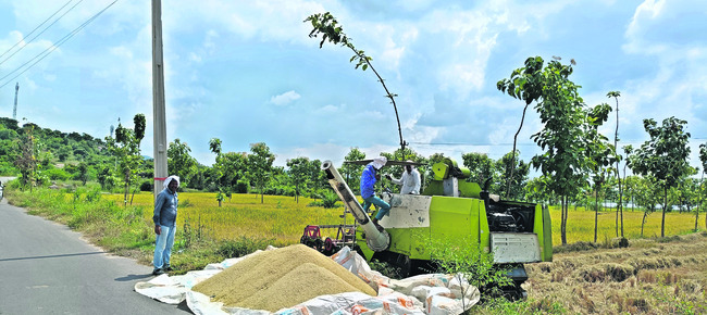 ఊపందుకున్న వరికోతలు1