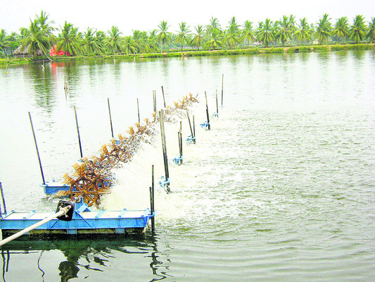 ఆక్వాకు తుపాను గండం 2