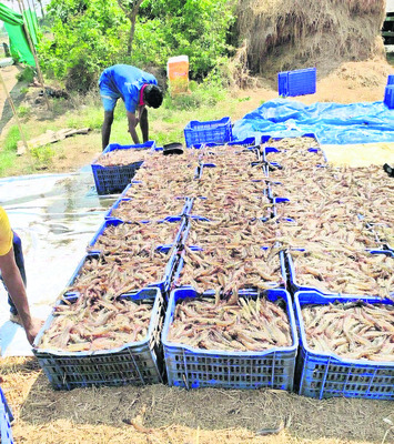 ఆక్వాకు తుపాను గండం 1