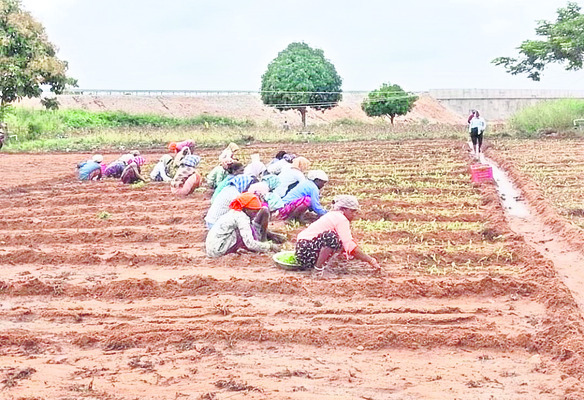 యాసంగికి సంసిద్ధం 1