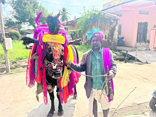 అలరిస్తున్న  గంగిరెద్దుల ప్రదర్శన1