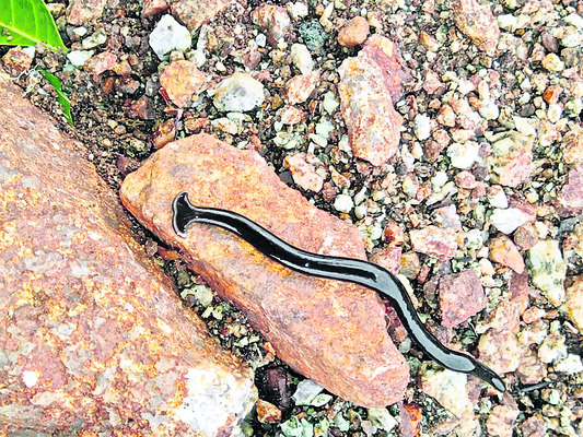 వాల్మీకి సేవాదళ్‌  నూతన కార్యవర్గం ఎన్నిక1