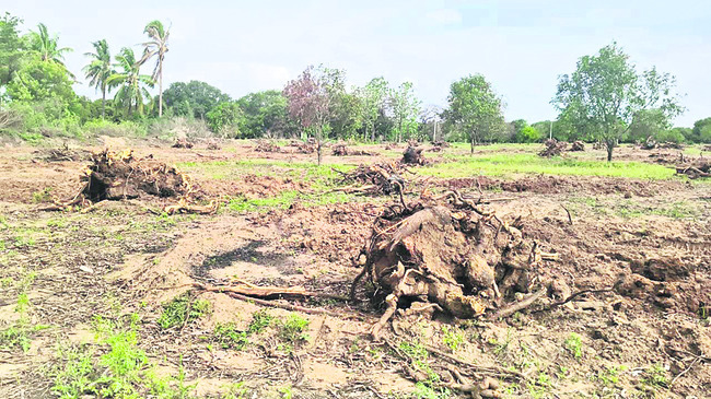 తోటల్లో పనులు ప్రారంభించిన రైతులు 1