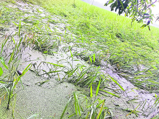 మోంథాకిడి2