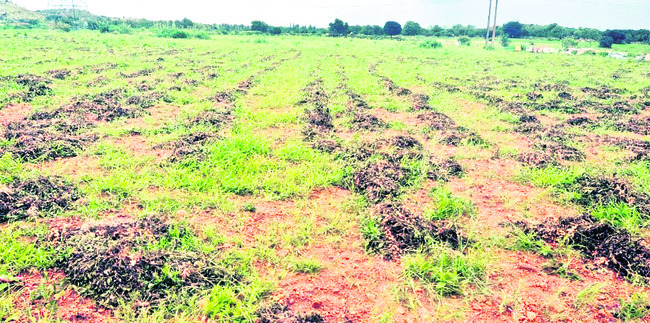 ఉరవకొండలో భారీ వర్షం 2