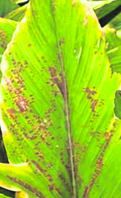 పసుపు పంటలో తెగుళ్లతో జాగ్రత్త..1