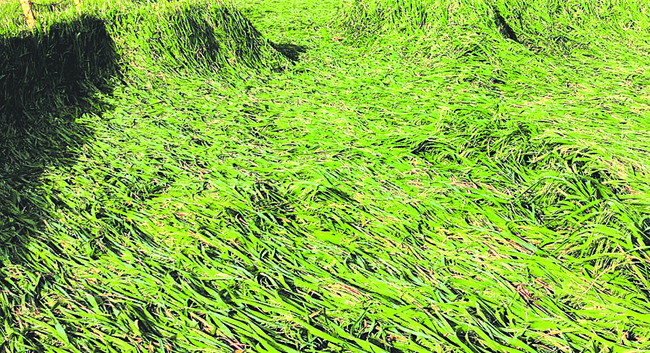 రైతులకు మోంథా గుబులు 2