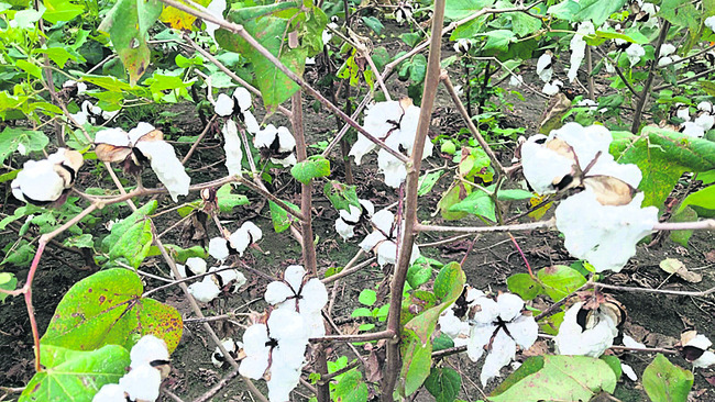 పంటలు వర్షార్పణం1