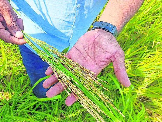 ఓ వైపు తెగుళ్లు.. 
1