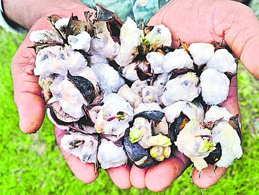 పత్తిలో మొలకలు...రైతులు దిగాలు 1