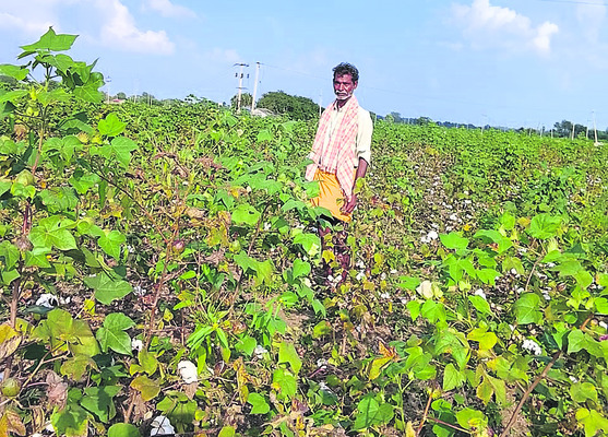 చేలమీదే తడిసి ముద్దవుతున్న పత్తి1