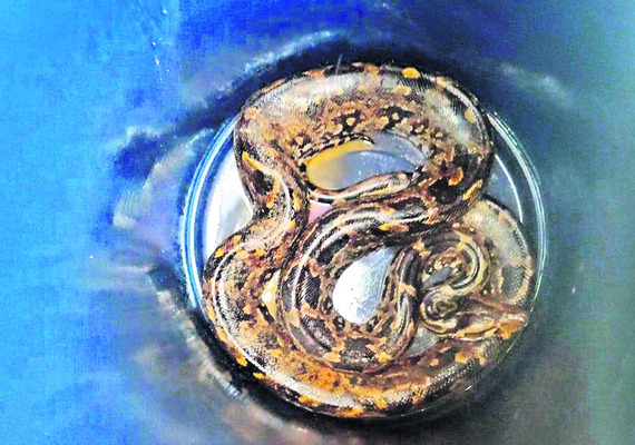 కొండచిలువ కలకలం1