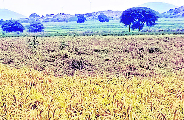 తుపాను ప్రభావం.. పంటలు నాశనం1