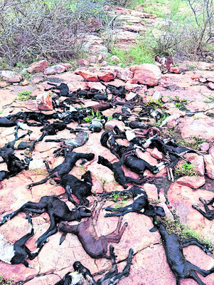 మార్కెట్యార్డ్లో అగ్నిప్రమాదం 1