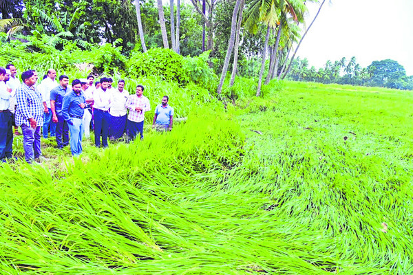 కృష్ణాజిల్లా1