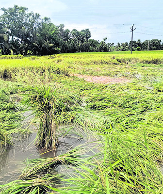 అన్నదాత గుండెల్లో తుపాను5