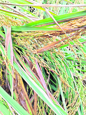 అపార పంట నష్టం 7