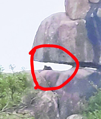 చిరుత కలకలం  
3