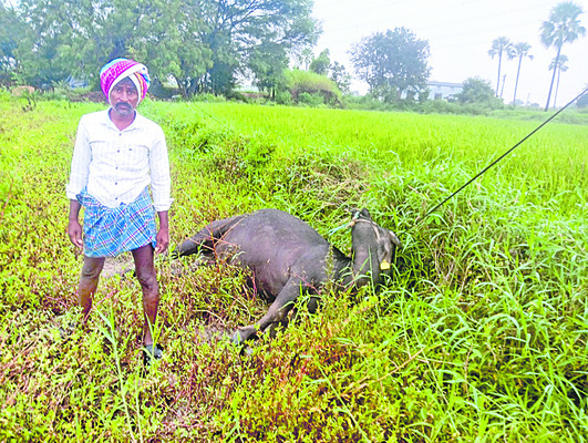 చిరుత కలకలం  
2