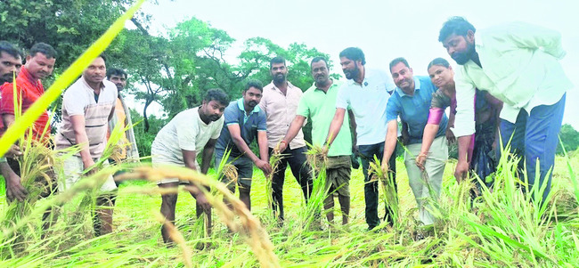 అపార పంట నష్టం 5