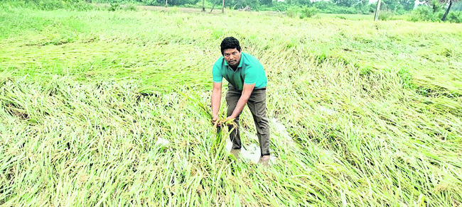 అపార పంట నష్టం 3