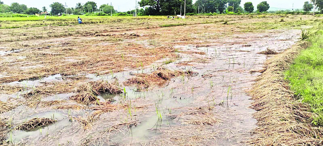 జిల్లా వ్యాప్తంగా వర్షాలు 1