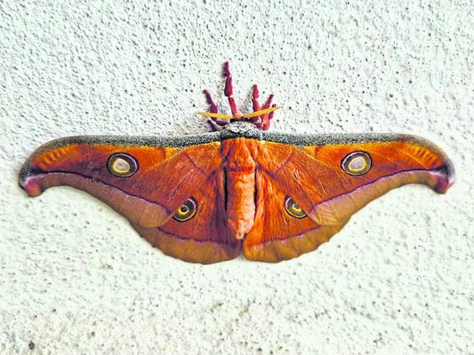 వైవీయూలో జార్ఖండ్‌ టస్సర్‌ సిల్క్‌ పట్టు పురుగు1